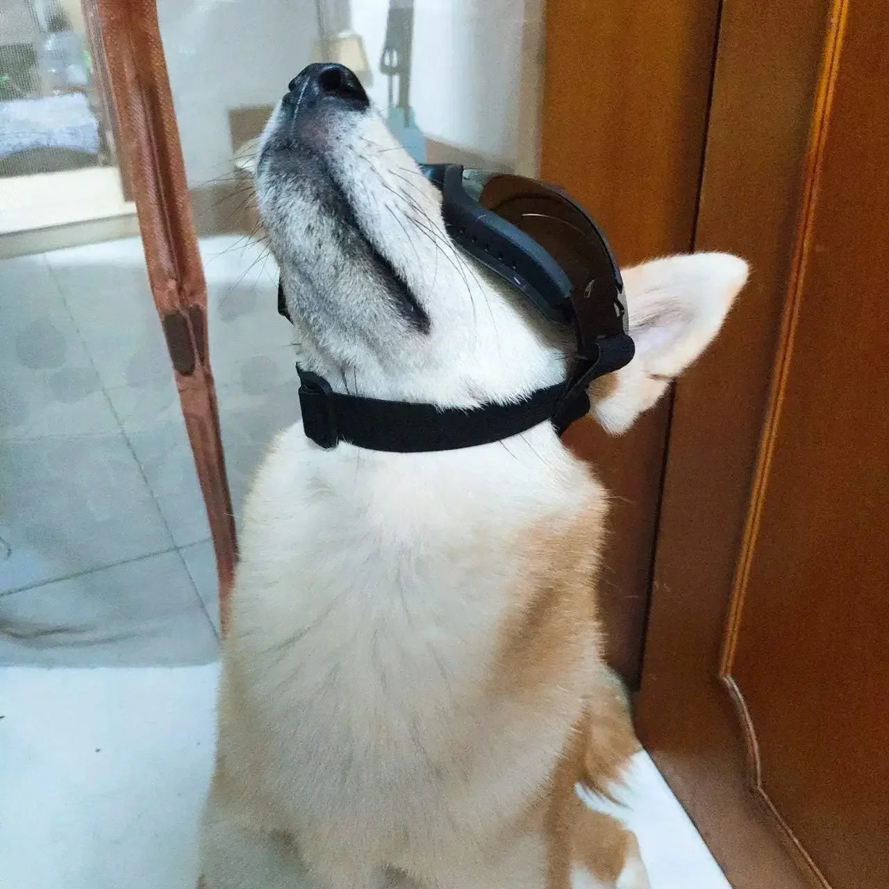 Pet Dog Sunglasses