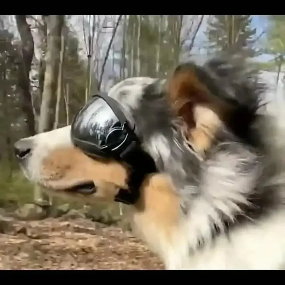 Pet Dog Sunglasses