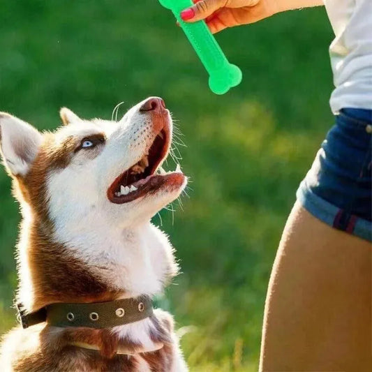 Dental Care Puppy Toy